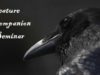 ASMR Creature Companion Seminar (Wicked Wisdom Day#8)