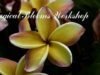 ASMR Magical Blooms Workshop (Wicked Wisdom Day#4)