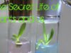 ASMR ~ The Secret Life of Plants and Us ~ Close up Facts Whisper