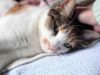 Cuddling May, the Cat (ASMR whispering)