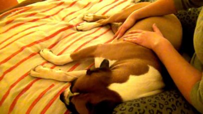 (“)-_-(“)Relaxing Dog/Pet Massage(“)-_-(“)