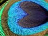 ASMR Ambience: 3 Hours of Relaxing Heartbeat And Breathing Sounds For Right Side Sleepers