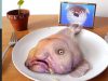 BLOBFISH FOR DINNER!!! Kluna Tik Dinner #57 | ASMR eating sounds no talk