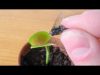 Finally feeding Charlie a FLY!!! (ASMR eating sounds)
