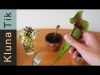 Kluna eating carnivorous PLANTS! R.I.P. Charlie?!  – Kluna Tik Dinner #18 | ASMR eating sounds