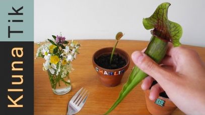 Kluna eating carnivorous PLANTS! R.I.P. Charlie?!  – Kluna Tik Dinner #18 | ASMR eating sounds