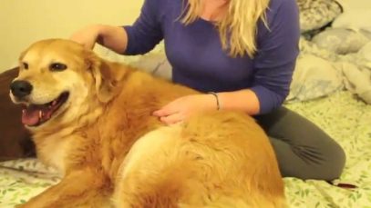 ASMR for Pets. Also. FAIL!