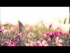 ASMR – Gentle whispering in Hebrew and English and some rambling