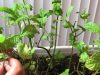 ASMR Whisper Personal Attention for Mint Tree (Arabic/English)