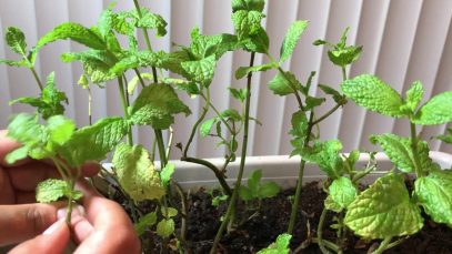 ASMR Whisper Personal Attention for Mint Tree (Arabic/English)