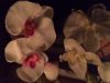 ASMR ~ Zen Garden ?