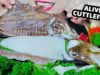 ASMR ALIVE CUTTLEFISH (SASHIMI X STIR FRIED CUTTLEFISH WITH GLASS NOODLES X DEEP FRIED CUTTLEFISH)