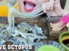 ASMR ALIVE OCTOPUS WITH PICKLED YOUNG GINGER ROOT (EXOTIC FOOD) SAVAGE EATING SOUNDS | LINH-ASMR