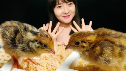 ASMR 메추리 먹방 baby quail. MUKBANG