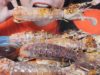 ASMR BLUE MANTIS SHRIMPS STIR FRIED GARLIC AND CHILI PEPPER EATING SOUNDS | LINH-ASMR 먹방 mukbang bj
