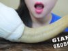 ASMR BOILED GIANT GEODUCK (EXOTIC FOOD) EXTREME EATING SOUNDS | LINH-ASMR