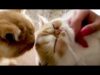 *ASMR* Cat Massage, Purring, Licking, Snacking (Whispered)