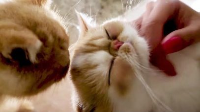 *ASMR* Cat Massage, Purring, Licking, Snacking (Whispered)