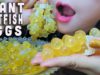 ASMR COOKING GIANT CATFISH EGGS BRAISED WITH LEMONGRASS AND CHILI PEPPER, EATING SOUNDS | LINH-ASMR