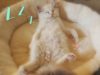ASMR | Cuddly Kitten Relaxation ? • Purring • Binaural
