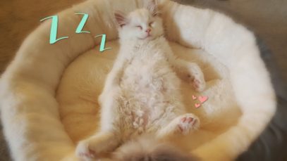 ASMR | Cuddly Kitten Relaxation ? • Purring • Binaural