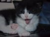 ASMR =^_^= Cuddly Kitten Relaxation *whisper*