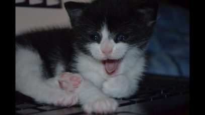 ASMR =^_^= Cuddly Kitten Relaxation *whisper*