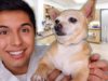 ASMR | Dog Check-Up at The Vet RP!