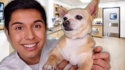 ASMR | Dog Check-Up at The Vet RP!