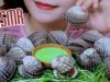 ASMR eating giant blood cockle with Water convolvulus,EATING SOUNDS | LINH-ASMR