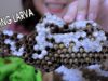 ASMR eating Grilled wasp Larva in honeycomb Challenge(Exotic food) Extreme EATING SOUNDS | LINH-ASMR