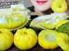 ASMR EATING MINI PUMPKIN JELLY X DURIAN , SOFT EATING SOUND | LINH-ASMR