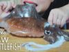 ASMR EATING RAW CUTTLEFISH AND STIR FRIED CUTTLEFISH WITH BITTER MELON | LINH-ASMR 먹방