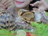 ASMR GIANT QUEEN CONCH , EATING SOUNDS | LINH-ASMR