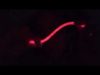 ASMR | GLOW STICKS | (Tingly TkTk Sounds, Soft Whispers..ALL DARK ?)