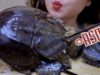 ASMR Grilled horseshoe crab ( Exotic food ) SOFT CHEWY EATING SOUNDS | LINH-ASMR