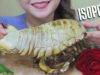 ASMR GRILLED ISOPODS (EXOTIC FOOD) SOFT EATING SOUNDS | LINH-ASMR