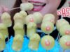 ASMR “little mushroom” and “fun bubble” Shaped mung bean cakes ,SOFT EATING SOUNDS | LINH-ASMR