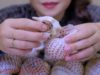 ASMR PIG SNAIL , EXTREME CHEWY EATING SOUNDS | LINH-ASMR