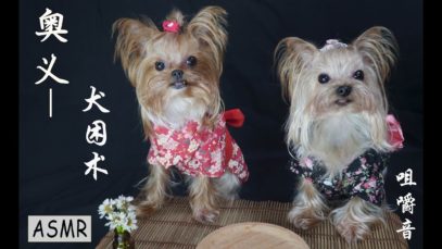 [ASMR] Puppy’s Feast | Crunchy Eating Sounds