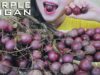 ASMR PURPLE LOGAN (EXOTIC FRUIT) SLURPING EATING SOUNDS  | LINH-ASMR