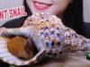 ASMR Queen Conch (Giant sea snail) Satisfying crunchy EATING SOUNDS | LINH-ASMR
