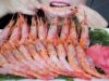 ASMR RAW SWEET SHRIMPS , EATING SOUNDS | LINH-ASMR