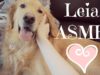 Doggy ASMR ~ Hand movements, brushing, close up whispering