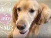 Doggy ASMR ?? Leia the Golden Retriever