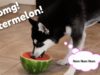 I gave my husky puppy watermelon for the first time…