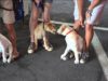 Whispering about my dog