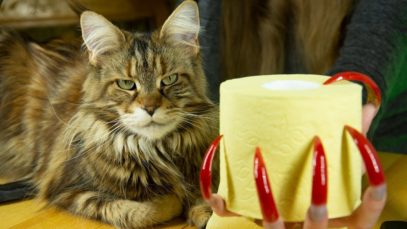 10 VITAL USES OF TOILET PAPER OR WHY NEED TOILET PAPER ASMR