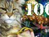 100 ASMR TRIGGERS FOR SLEEP NEW YEAR & FUNNY CAT