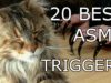 20 ASMR TRIGGER FOR SLEEP ASMR TAPPING WHISPER & FUNNY CAT